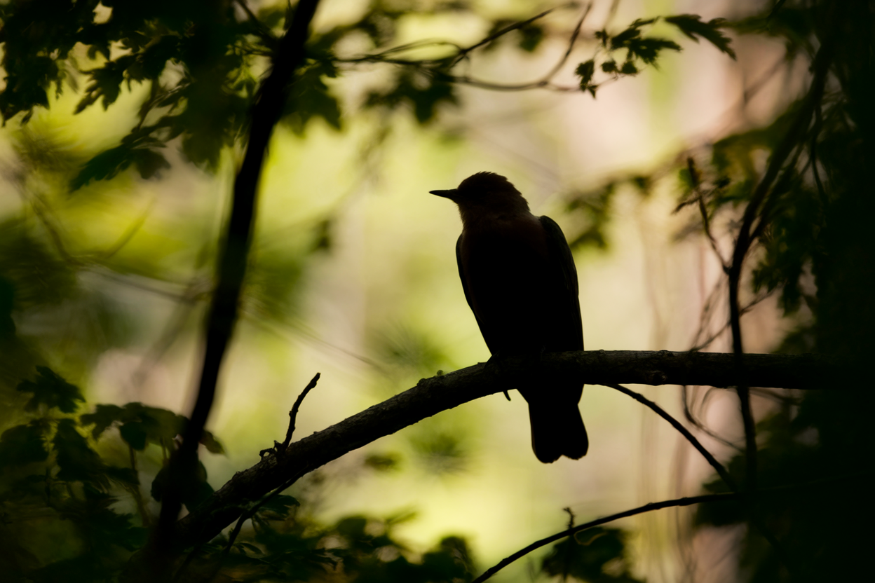 palombe-silhouette-branche-foret-lumiere
